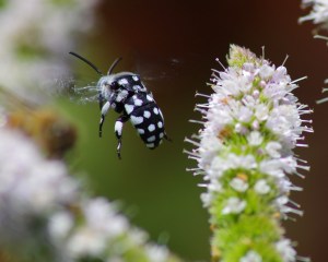 Chequered Bee in flight (s)