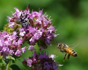 The eusocial and the anti-eusocial