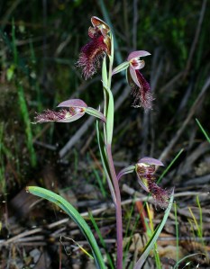 Calochilus robertsonii(s)